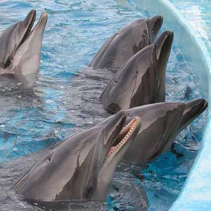 名古屋港水族館のバンドウイルカたち