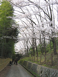 太田神社裏の桜林